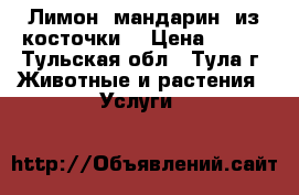 Лимон, мандарин, из косточки. › Цена ­ 220 - Тульская обл., Тула г. Животные и растения » Услуги   
